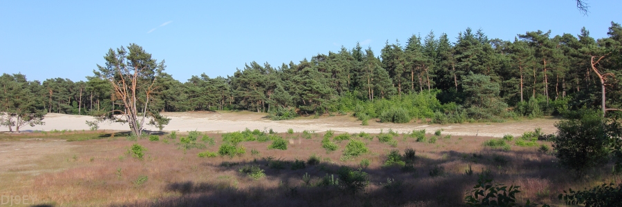 Ommen-Sahara Ommen-Sahara