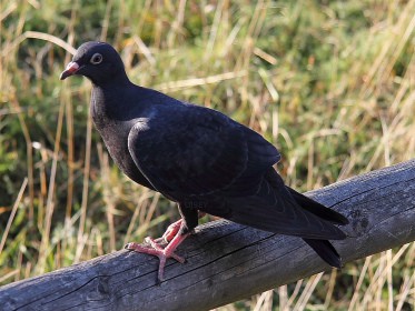 Schwarze-Taube